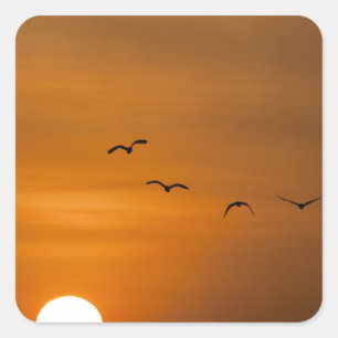 Adesivo Quadrado Aves voando no pôr do sol