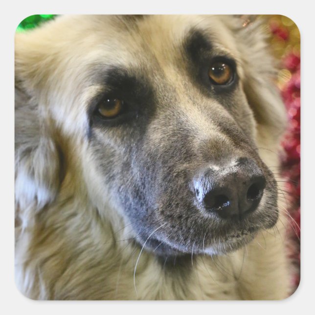 Adesivo Quadrado Aww (Frente)