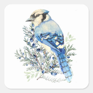 Adesivo Quadrado Azul Gaio no Arbusto de Mirtilo Arte de Pássaros d