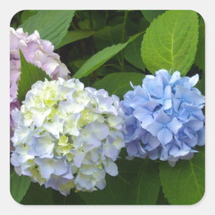Adesivo Quadrado Azul roxo, cor-de-rosa, florais Hydrangeas