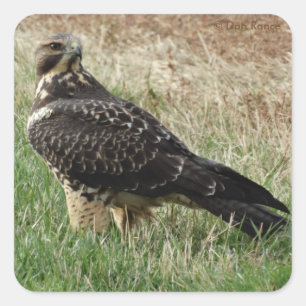 Adesivo Quadrado B52 Swainson's Hawk
