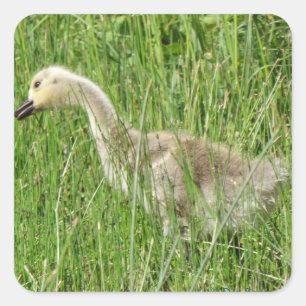 Adesivo Quadrado B58 Ganso Canadense Gosling na Grama