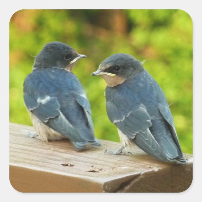Adesivo Quadrado Baby Barn Swallow Nature Bird Foto (Frente)