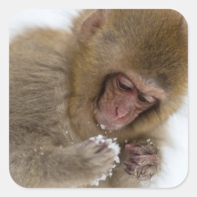 Adesivo Quadrado Baby Japonês Macaque | Macaco-neve (Frente)