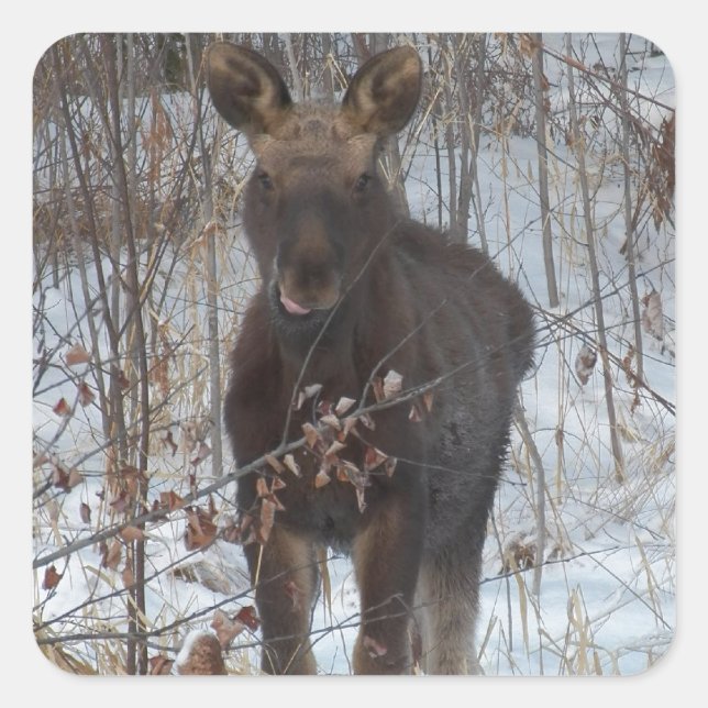 Adesivo Quadrado Baby Moose (Frente)