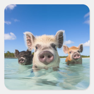 Adesivo Quadrado Bahamas Nadando Suíno 2024