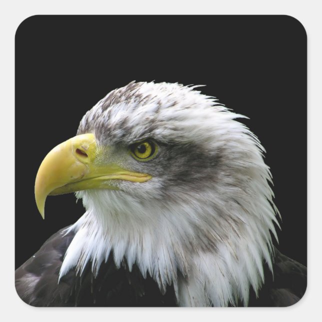 Adesivo Quadrado Bald Eagle (Frente)