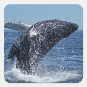 Adesivo Quadrado Baleia