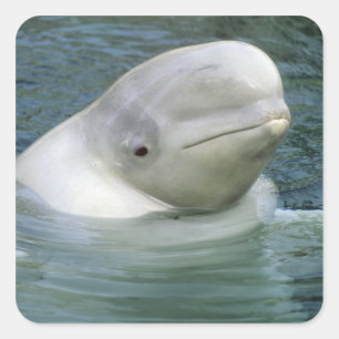 Adesivo Quadrado Baleia Beluga, Delphinapterus leucas)