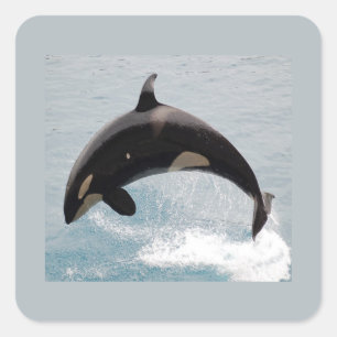 Adesivo Quadrado Baleia da orca de Washington