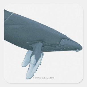 Adesivo Quadrado Baleia de Humpback