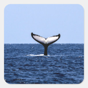 Adesivo Quadrado Baleia jubarte no oceano