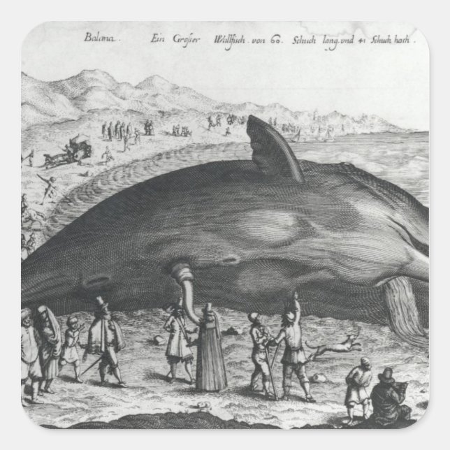 Adesivo Quadrado baleia morto (Frente)