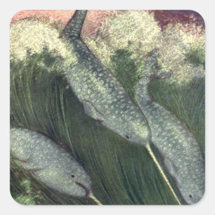 Adesivo Quadrado Baleias de Narwhals do vintage, animais do oceano