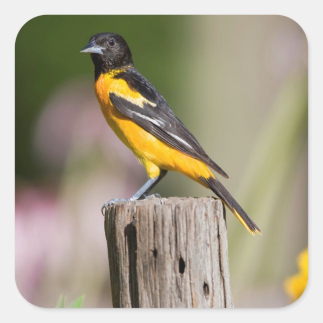 Adesivo Quadrado Baltimore Oriole fêmea no jardim das flores (Frente)