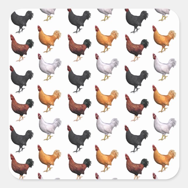 Adesivo Quadrado Bando De Galos (Frente)