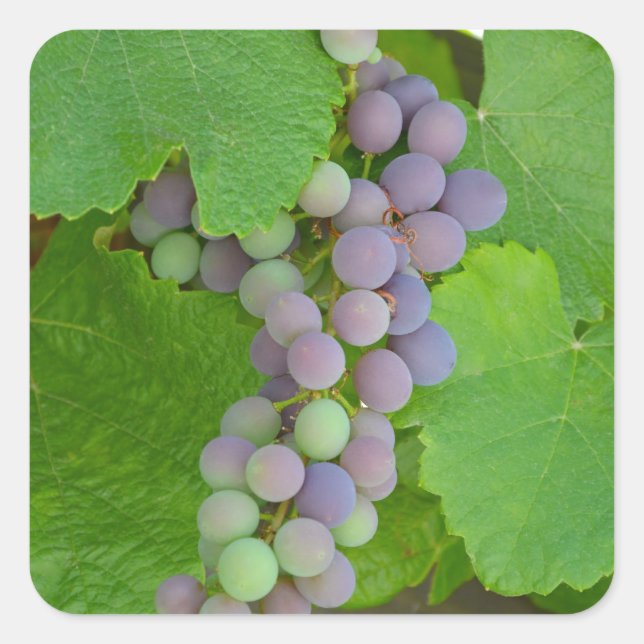 Adesivo Quadrado Bando de uvas roxas (Frente)