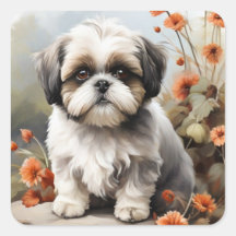 Baqueta branca Shih tzu