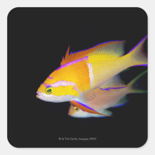 Adesivo Quadrado Bar branco Anthias