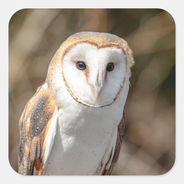 Adesivo Quadrado Barn Owl (Frente)