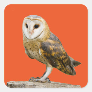 Adesivo Quadrado Barn Owl