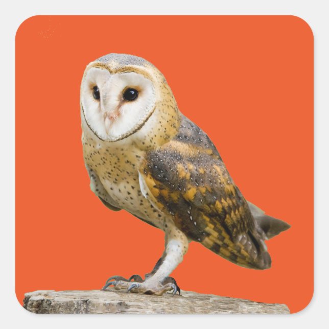 Adesivo Quadrado Barn Owl (Frente)