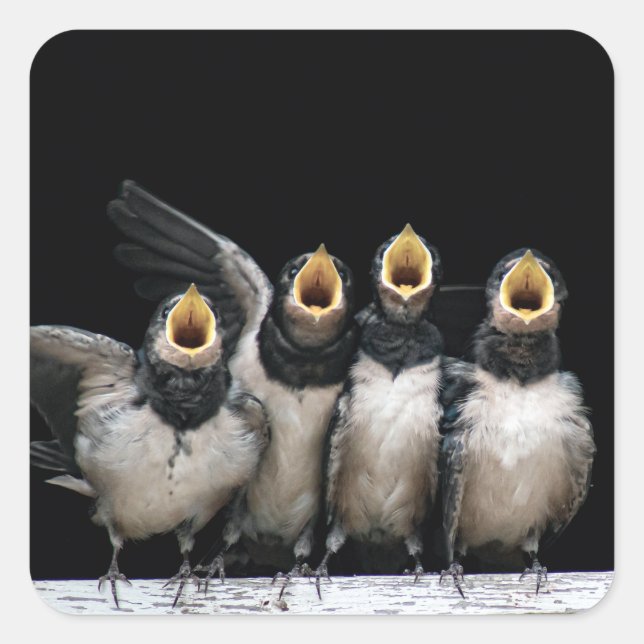 Adesivo Quadrado Barn Swallow Singing (Frente)