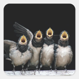 Adesivo Quadrado Barn Swallow Singing