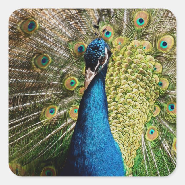 Adesivo Quadrado Bashful Peacock (Frente)
