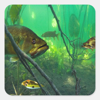 Adesivo Quadrado Bass