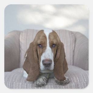 Adesivo Quadrado Basset Hound