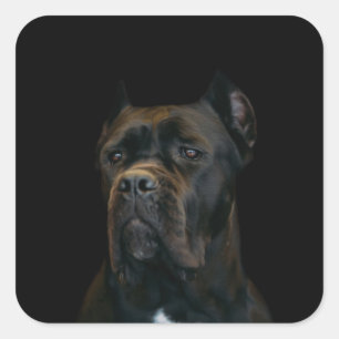 Adesivo Quadrado Bastão Corso - Mastiff italiano