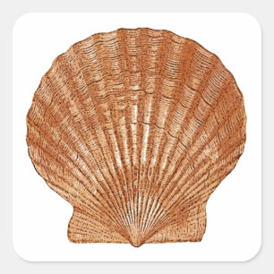 Adesivo Quadrado Bay Scallop Shell