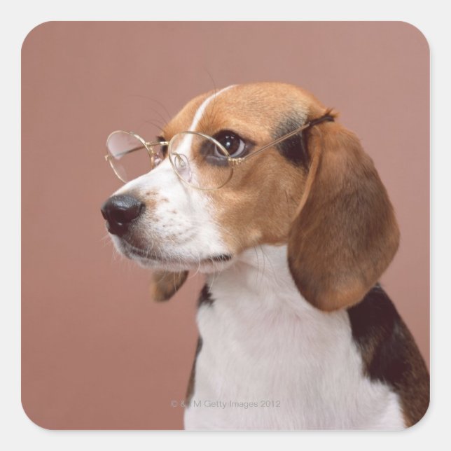 Adesivo Quadrado Beagle (Frente)