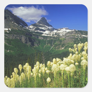 Adesivo Quadrado Beargrass no Logan Pass no Parque Nacional Glacier