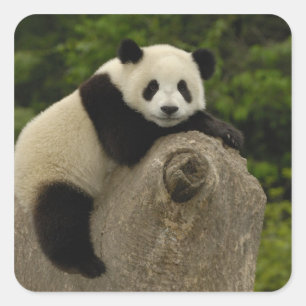 Adesivo Quadrado Bebê de panda gigante