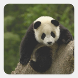 Adesivo Quadrado Bebê de panda gigante