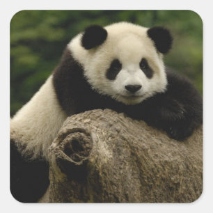Adesivo Quadrado Bebê de panda-gigante Ailuropoda melanoleuca)