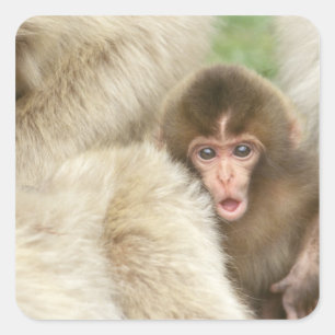 Adesivo Quadrado Bebê do macaco da neve, Jigokudani, Nagano, Japã