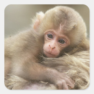 Adesivo Quadrado Bebê Macaco da Neve, Jigokudani, Nagano, Japão 2