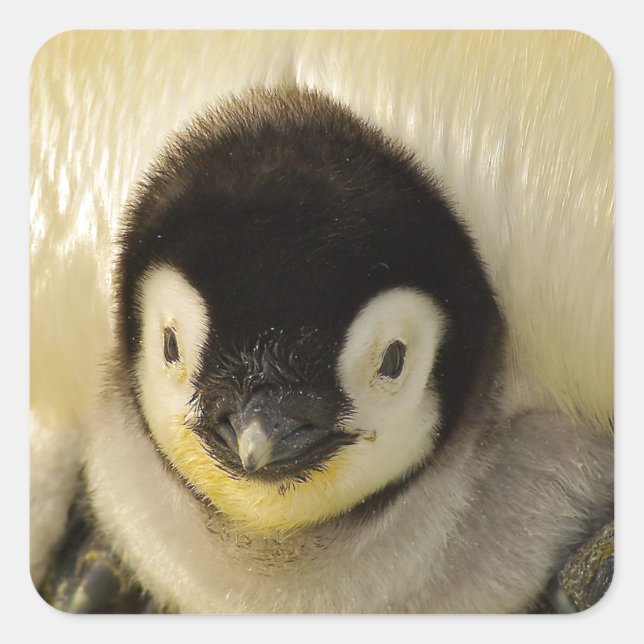 Adesivo Quadrado Bebê pinguim (Frente)