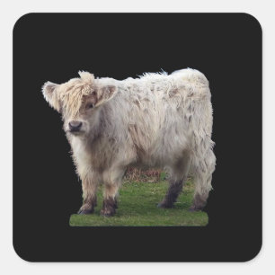Adesivo Quadrado Bebê Vaca "Moo" Highland Fofa Arte de Animal de Fa