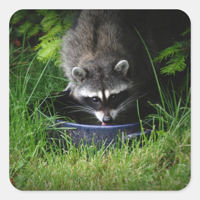 Adesivo Quadrado Bebendo Raccoon (Frente)