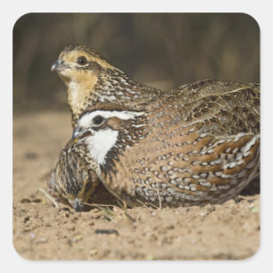 Adesivo Quadrado bebês de codorna Northern Bobwhite no lago para be