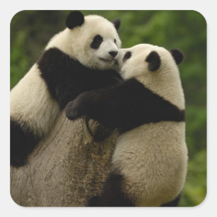 Adesivo Quadrado bebês de panda gigante (Ailuropoda melanoleuca)