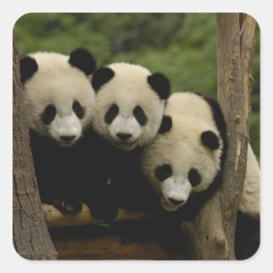 Adesivo Quadrado bebês de panda gigante (Ailuropoda melanoleuca)