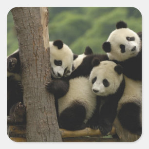 Adesivo Quadrado bebês de panda gigante (Ailuropoda melanoleuca)