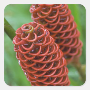 Adesivo Quadrado Beehive Ginger, Zingiber spectabile),