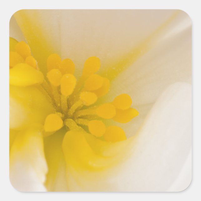 Adesivo Quadrado Begonia Branca (Frente)