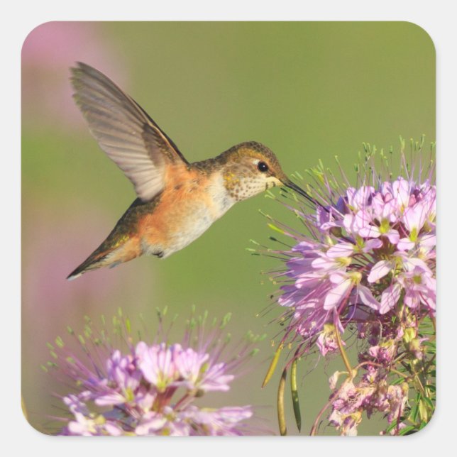 Adesivo Quadrado Beija-flor e flores selvagens (Frente)